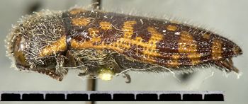 Media type: image;   Entomology 24409 Aspect: habitus lateral view